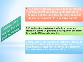 1.-El sodio se difunde a través de la membrana
luminal (membrana apical)al interior de la
célula siguiendo un gradiente electroquímico
creado por la bomba ATPasa sodio-potasio.
2.-El sodio es transportado a través de la membrana
basolateral contra un gradiente electroquímico por acción
de la bomba ATPasa sodio-potasio.
El sodio, agua y otras sustancias se reabsorben del líquido
intersticial hacia los capilares peritubulares por
ultrafiltración, proceso pasivo gobernado por gradientes
de presión hidrostática y coloidosmótica.
 