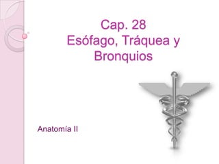Cap. 28Esófago, Tráquea y Bronquios Anatomía II 