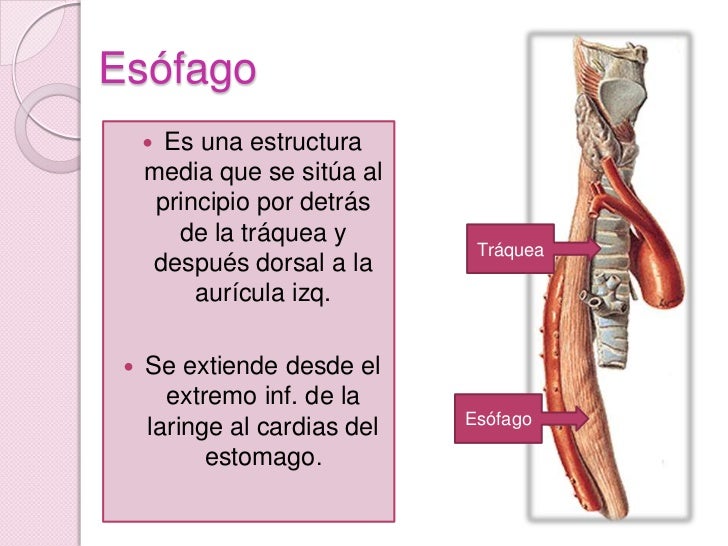 Esofago, Traquea Y Bronquios