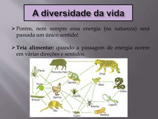 Porém, nem sempre essa energia (na natureza) será
passada um único sentido!
Teia alimentar: quando a passagem de energia ocorre
em várias direções e sentidos.
 