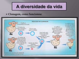 Clonagem, como funcionou:
 