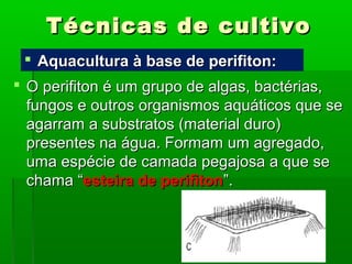 Técnicas de cultivoTécnicas de cultivo
 O perifiton é um grupo de algas, bactérias,O perifiton é um grupo de algas, bactérias,
fungos e outros organismos aquáticos que sefungos e outros organismos aquáticos que se
agarram a substratos (material duro)agarram a substratos (material duro)
presentes na água. Formam um agregado,presentes na água. Formam um agregado,
uma espécie de camada pegajosa a que seuma espécie de camada pegajosa a que se
chama “chama “esteira de perifitonesteira de perifiton”.”.
 Aquacultura à base de perifiton:Aquacultura à base de perifiton:
 