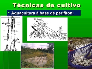 Técnicas de cultivoTécnicas de cultivo
 Aquacultura à base de perifiton:Aquacultura à base de perifiton:
 
