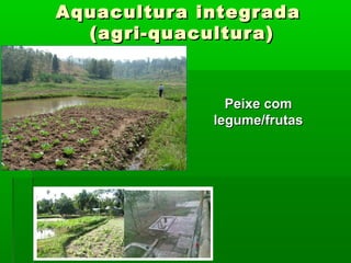 Aquacultura integradaAquacultura integrada
(agri-quacultura)(agri-quacultura)
Peixe comPeixe com
legume/frutaslegume/frutas
 