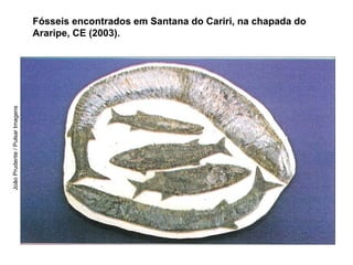 Fósseis encontrados em Santana do Cariri, na chapada do
                                 Araripe, CE (2003).
João Prudente / Pulsar Imagens
 