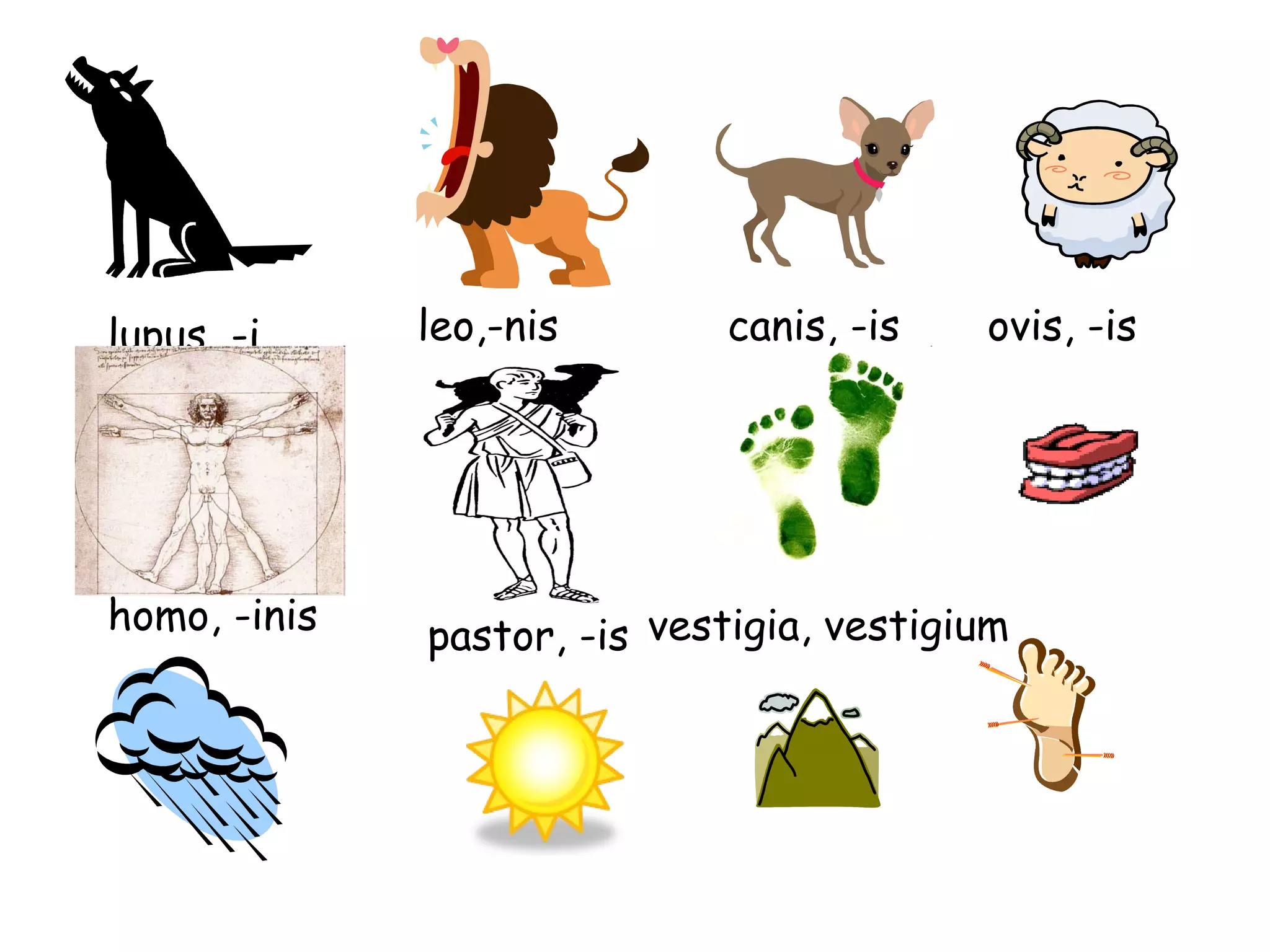lupus, -i leo,-nis canis, -is ovis, -is homo, -inis pastor, -is vestigia, vestigium 