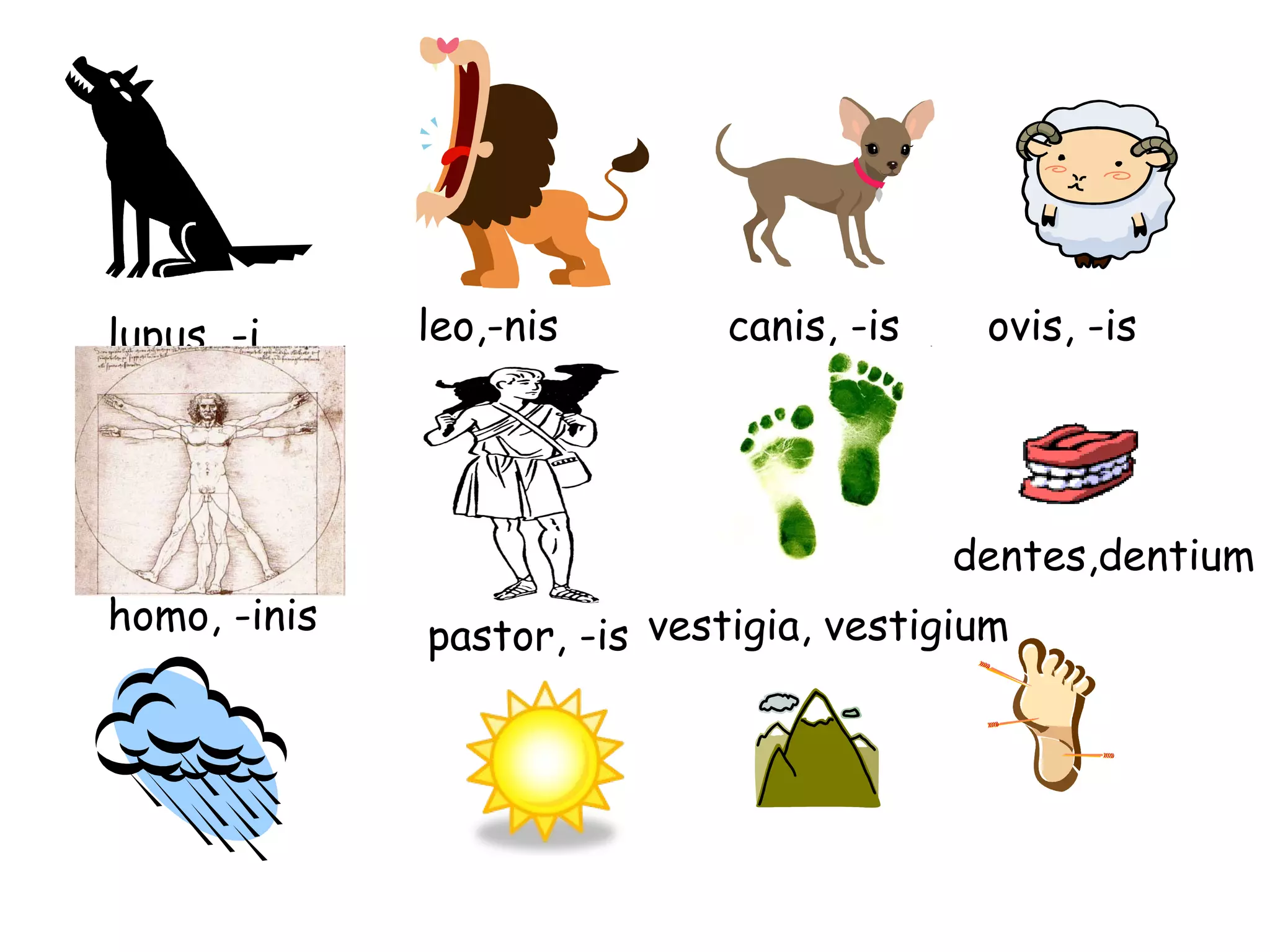 lupus, -i leo,-nis canis, -is ovis, -is homo, -inis pastor, -is dentes,dentium vestigia, vestigium 
