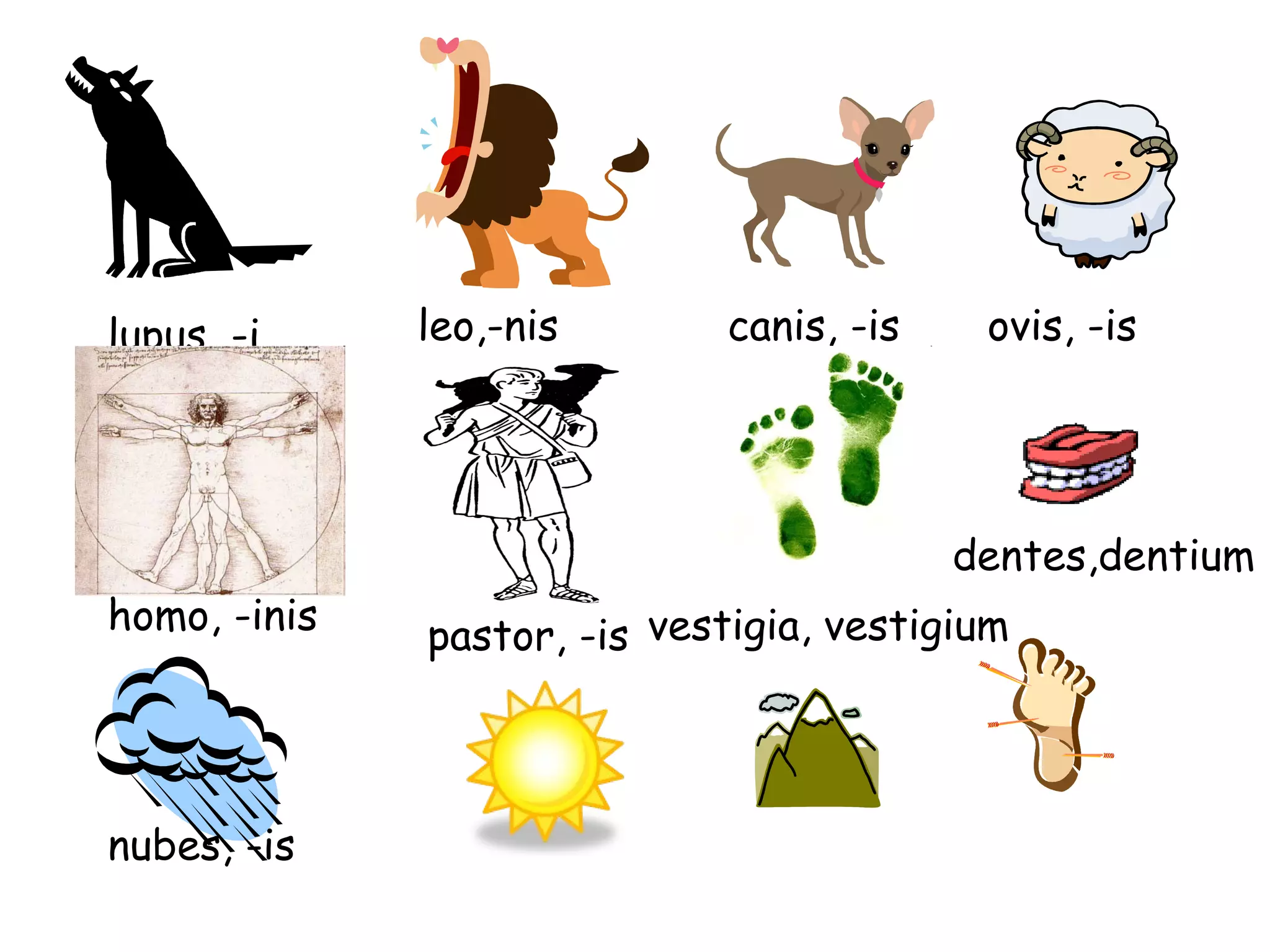 lupus, -i leo,-nis canis, -is ovis, -is homo, -inis pastor, -is dentes,dentium nubes, -is vestigia, vestigium 