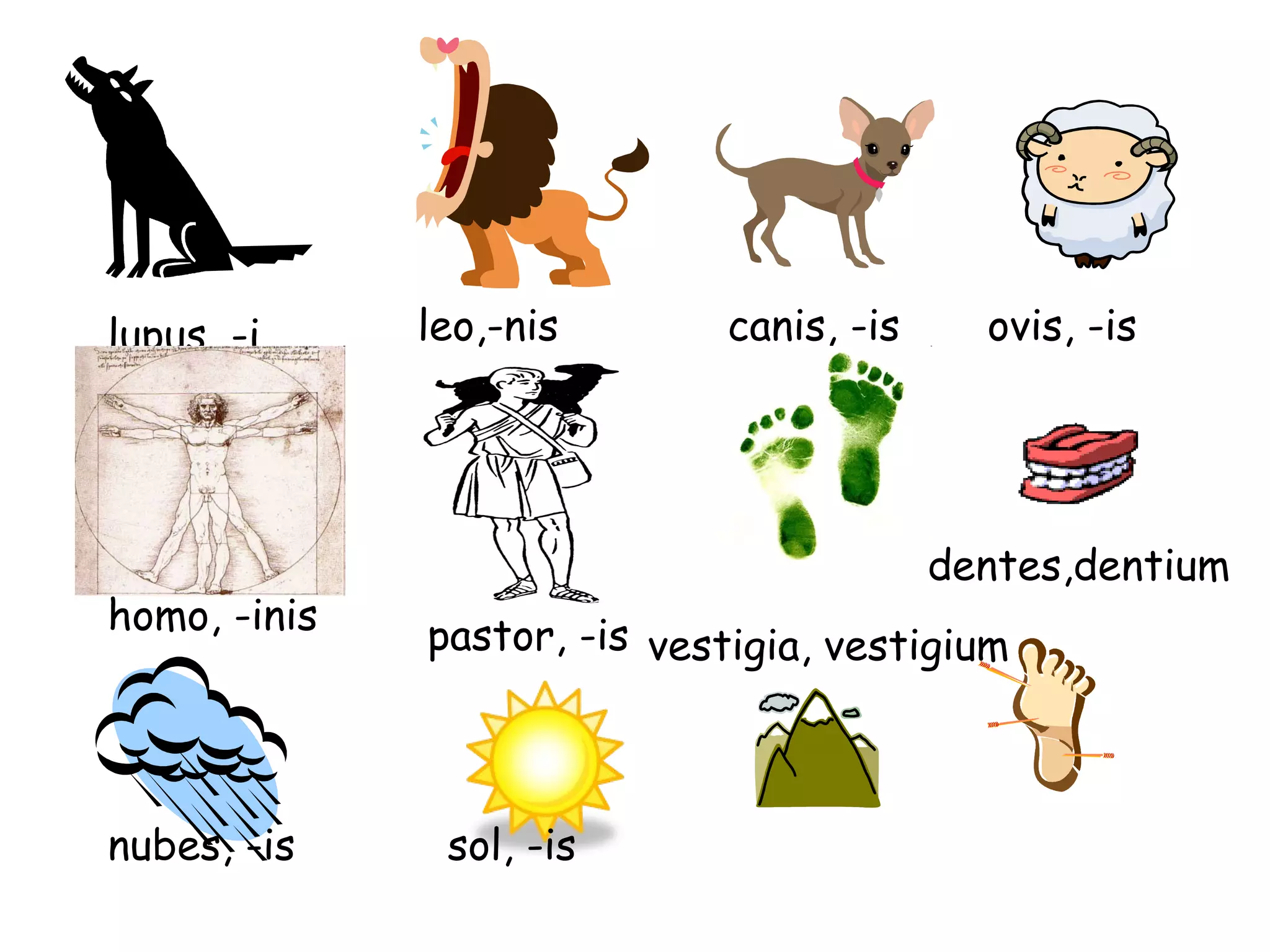 lupus, -i leo,-nis canis, -is ovis, -is homo, -inis pastor, -is dentes,dentium nubes, -is sol, -is vestigia, vestigium 