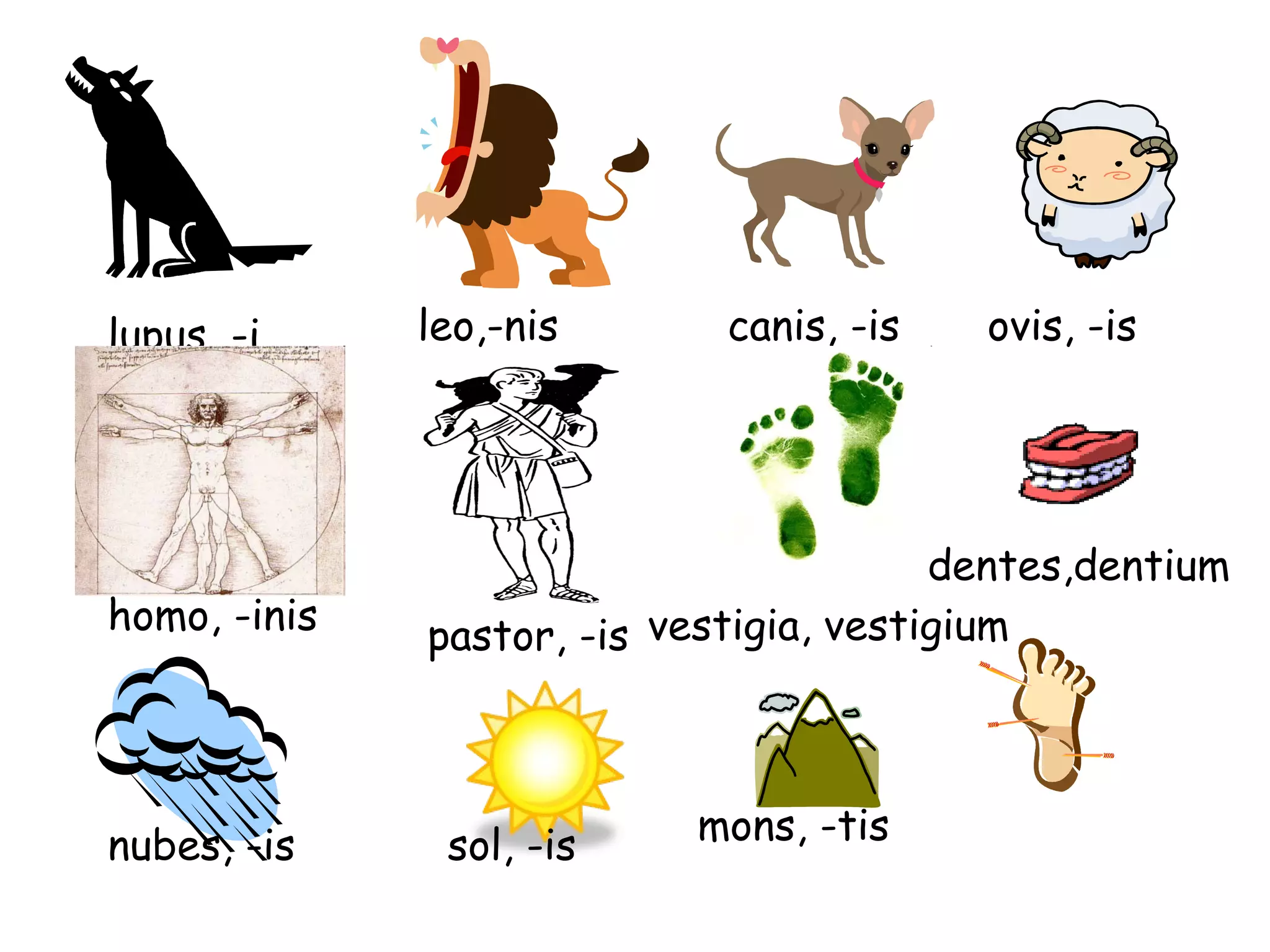 lupus, -i leo,-nis canis, -is ovis, -is homo, -inis pastor, -is dentes,dentium nubes, -is sol, -is mons, -tis vestigia, vestigium 