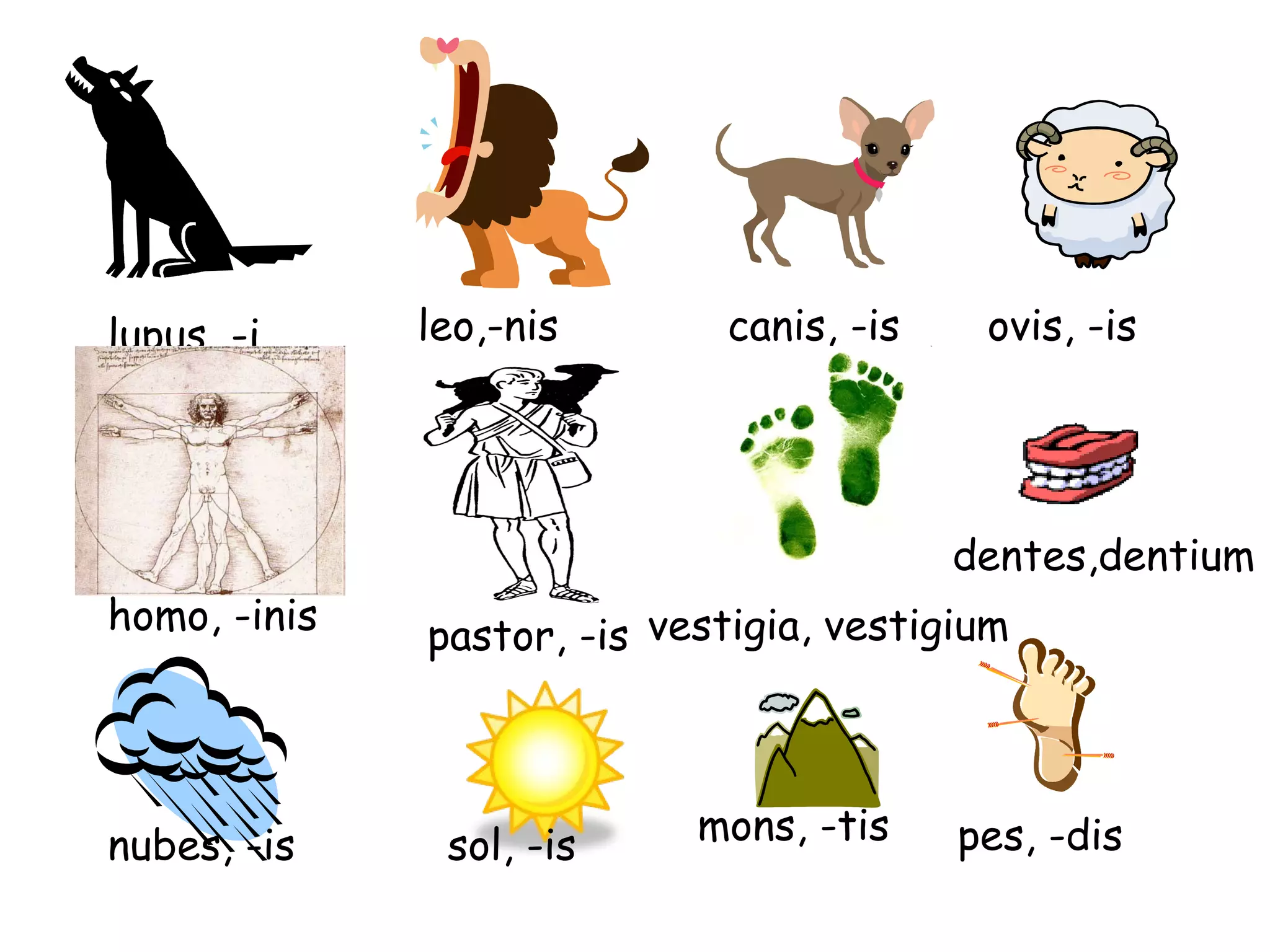 lupus, -i leo,-nis canis, -is ovis, -is homo, -inis pastor, -is dentes,dentium nubes, -is sol, -is mons, -tis pes, -dis vestigia, vestigium 