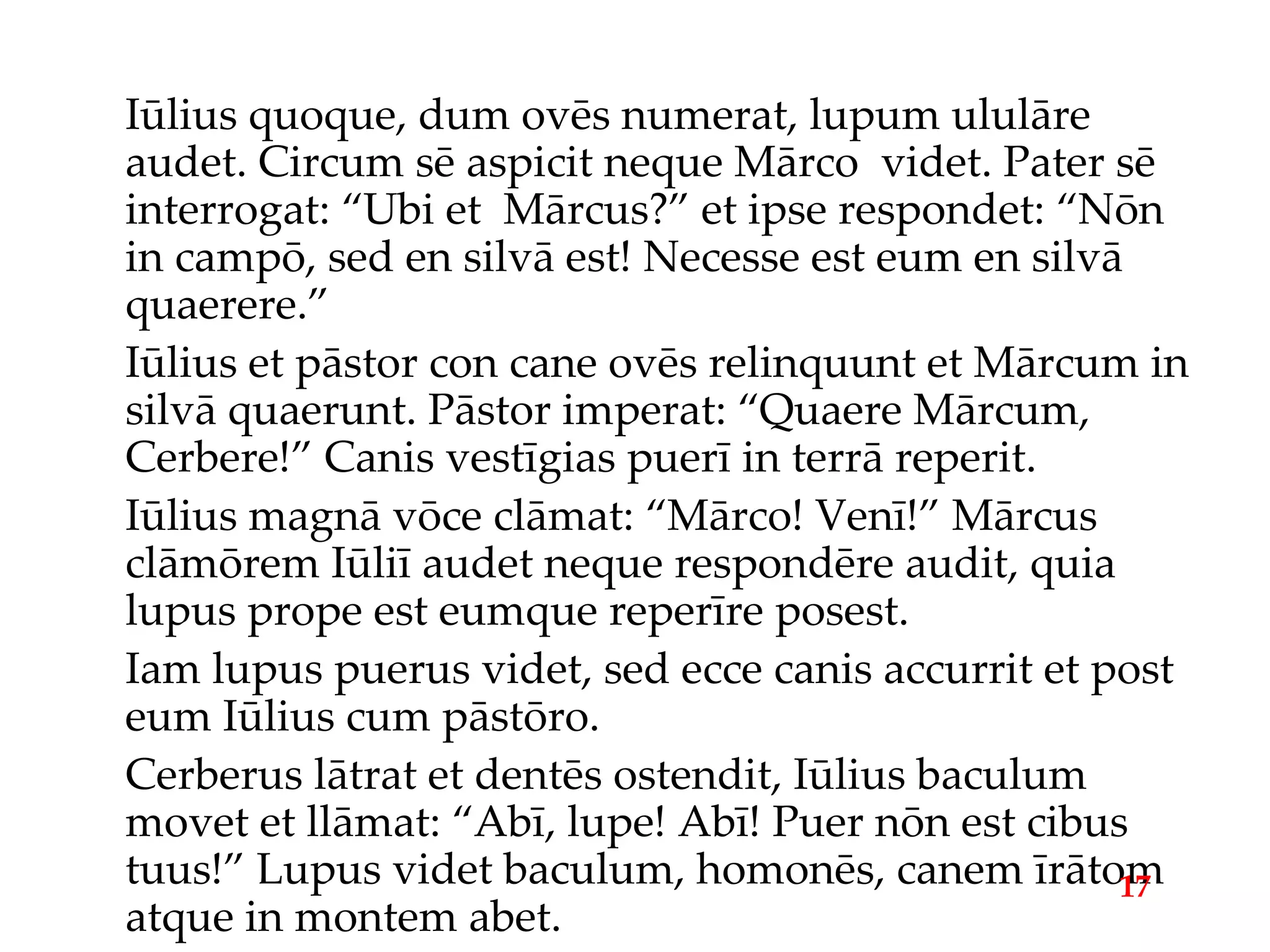 Iūlius quoque, dum ovēs numerat, lupum ululāre audet. Circum sē aspicit neque Mārco  videt. Pater sē interrogat: “Ubi et  Mārcus?” et ipse respondet: “Nōn in campō, sed en silvā est! Necesse est eum en silvā quaerere.” Iūlius et pāstor con cane ovēs relinquunt et Mārcum in silvā quaerunt. Pāstor imperat: “Quaere Mārcum, Cerbere!” Canis vestīgias puerī in terrā reperit. Iūlius magnā vōce clāmat: “Mārco! Venī!” Mārcus clāmōrem Iūliī audet neque respondēre audit, quia lupus prope est eumque reperīre posest. Iam lupus puerus videt, sed ecce canis accurrit et post eum Iūlius cum pāstōro. Cerberus lātrat et dentēs ostendit, Iūlius baculum movet et llāmat: “Abī, lupe! Abī! Puer nōn est cibus tuus!” Lupus videt baculum, homonēs, canem īrātom atque in montem abet. 17 