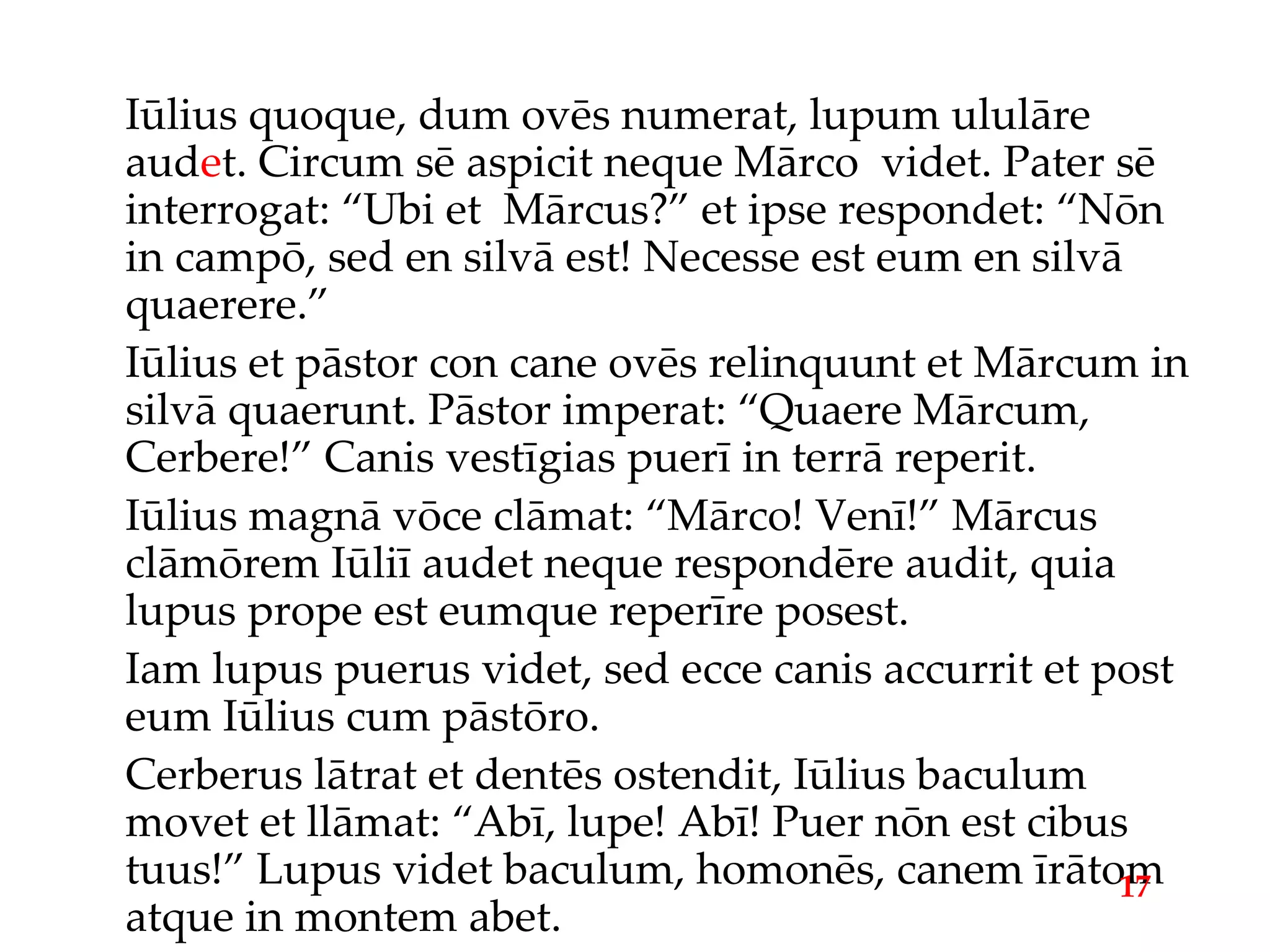Iūlius quoque, dum ovēs numerat, lupum ululāre aud e t. Circum sē aspicit neque Mārco  videt. Pater sē interrogat: “Ubi et  Mārcus?” et ipse respondet: “Nōn in campō, sed en silvā est! Necesse est eum en silvā quaerere.” Iūlius et pāstor con cane ovēs relinquunt et Mārcum in silvā quaerunt. Pāstor imperat: “Quaere Mārcum, Cerbere!” Canis vestīgias puerī in terrā reperit. Iūlius magnā vōce clāmat: “Mārco! Venī!” Mārcus clāmōrem Iūliī audet neque respondēre audit, quia lupus prope est eumque reperīre posest. Iam lupus puerus videt, sed ecce canis accurrit et post eum Iūlius cum pāstōro. Cerberus lātrat et dentēs ostendit, Iūlius baculum movet et llāmat: “Abī, lupe! Abī! Puer nōn est cibus tuus!” Lupus videt baculum, homonēs, canem īrātom atque in montem abet. 17 