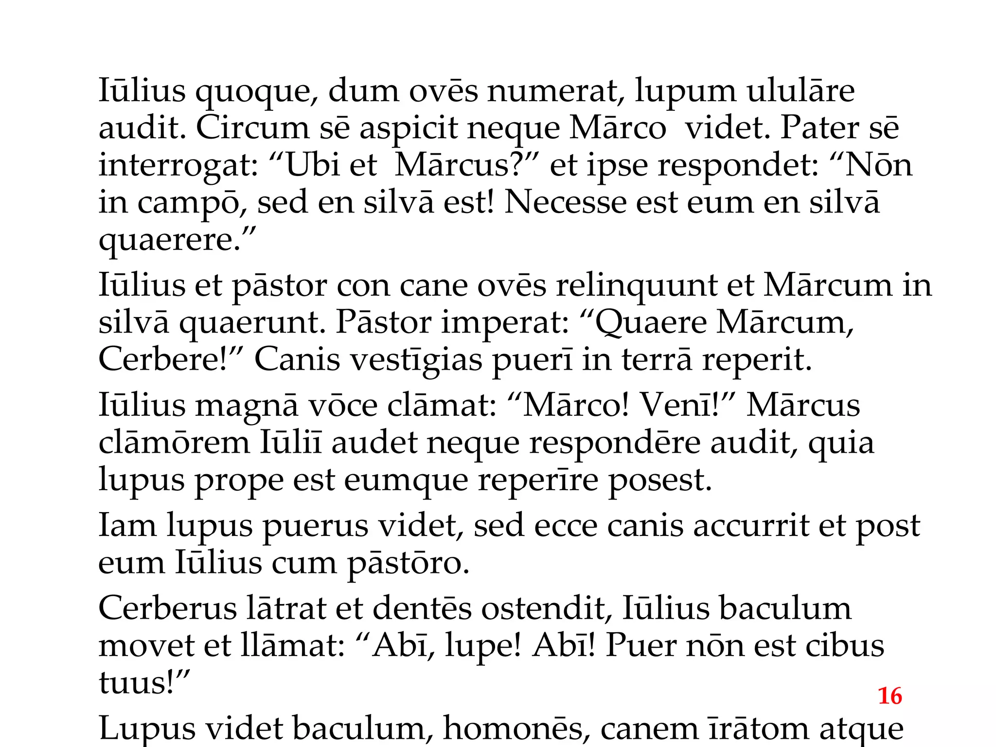 Iūlius quoque, dum ovēs numerat, lupum ululāre audit. Circum sē aspicit neque Mārco  videt. Pater sē interrogat: “Ubi et  Mārcus?” et ipse respondet: “Nōn in campō, sed en silvā est! Necesse est eum en silvā quaerere.” Iūlius et pāstor con cane ovēs relinquunt et Mārcum in silvā quaerunt. Pāstor imperat: “Quaere Mārcum, Cerbere!” Canis vestīgias puerī in terrā reperit. Iūlius magnā vōce clāmat: “Mārco! Venī!” Mārcus clāmōrem Iūliī audet neque respondēre audit, quia lupus prope est eumque reperīre posest. Iam lupus puerus videt, sed ecce canis accurrit et post eum Iūlius cum pāstōro. Cerberus lātrat et dentēs ostendit, Iūlius baculum movet et llāmat: “Abī, lupe! Abī! Puer nōn est cibus tuus!” Lupus videt baculum, homonēs, canem īrātom atque in montem abet. 16 