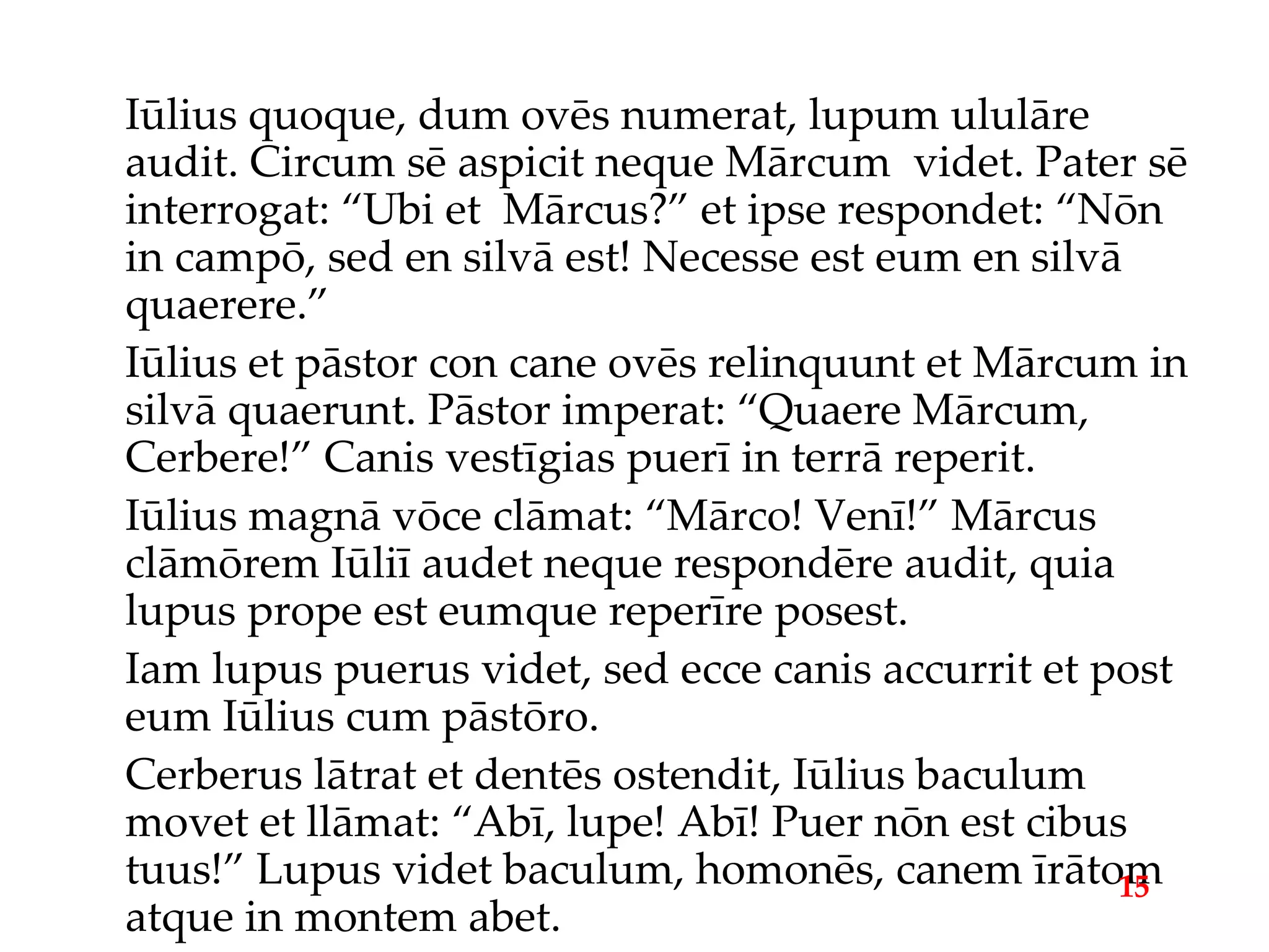 Iūlius quoque, dum ovēs numerat, lupum ululāre audit. Circum sē aspicit neque Mārcum  videt. Pater sē interrogat: “Ubi et  Mārcus?” et ipse respondet: “Nōn in campō, sed en silvā est! Necesse est eum en silvā quaerere.” Iūlius et pāstor con cane ovēs relinquunt et Mārcum in silvā quaerunt. Pāstor imperat: “Quaere Mārcum, Cerbere!” Canis vestīgias puerī in terrā reperit. Iūlius magnā vōce clāmat: “Mārco! Venī!” Mārcus clāmōrem Iūliī audet neque respondēre audit, quia lupus prope est eumque reperīre posest. Iam lupus puerus videt, sed ecce canis accurrit et post eum Iūlius cum pāstōro. Cerberus lātrat et dentēs ostendit, Iūlius baculum movet et llāmat: “Abī, lupe! Abī! Puer nōn est cibus tuus!” Lupus videt baculum, homonēs, canem īrātom atque in montem abet. 15 