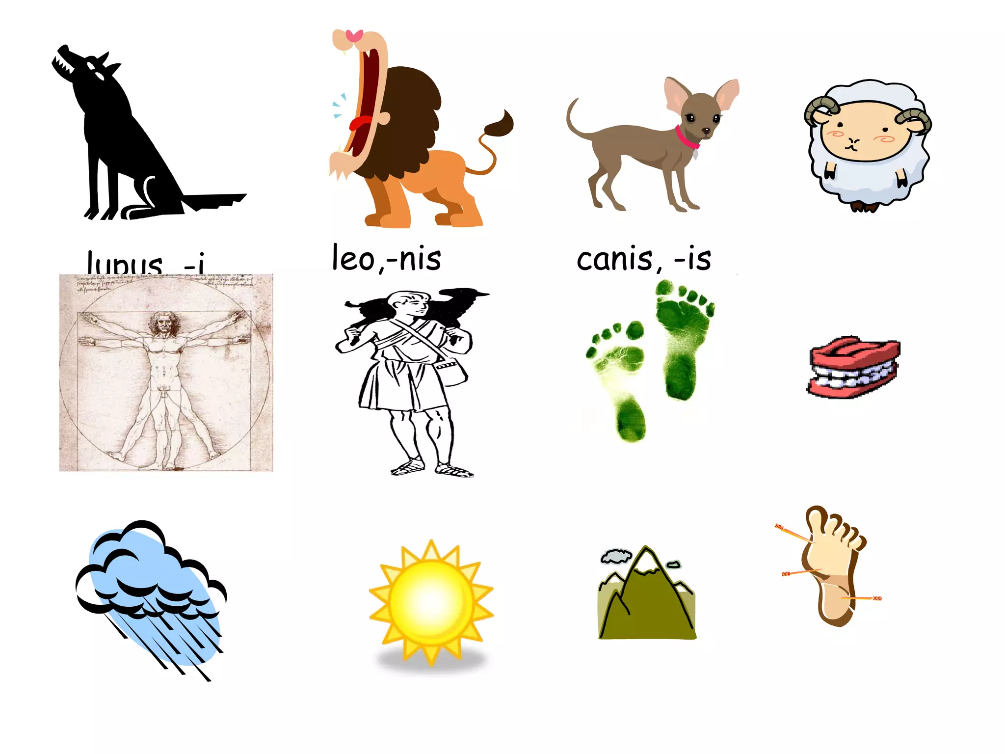 lupus, -i leo,-nis canis, -is 