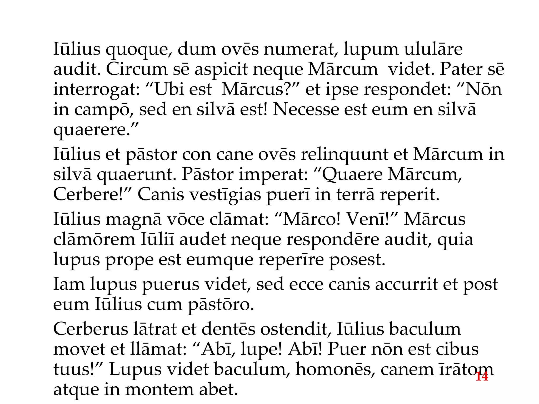 Iūlius quoque, dum ovēs numerat, lupum ululāre audit. Circum sē aspicit neque Mārcum  videt. Pater sē interrogat: “Ubi est  Mārcus?” et ipse respondet: “Nōn in campō, sed en silvā est! Necesse est eum en silvā quaerere.” Iūlius et pāstor con cane ovēs relinquunt et Mārcum in silvā quaerunt. Pāstor imperat: “Quaere Mārcum, Cerbere!” Canis vestīgias puerī in terrā reperit. Iūlius magnā vōce clāmat: “Mārco! Venī!” Mārcus clāmōrem Iūliī audet neque respondēre audit, quia lupus prope est eumque reperīre posest. Iam lupus puerus videt, sed ecce canis accurrit et post eum Iūlius cum pāstōro. Cerberus lātrat et dentēs ostendit, Iūlius baculum movet et llāmat: “Abī, lupe! Abī! Puer nōn est cibus tuus!” Lupus videt baculum, homonēs, canem īrātom atque in montem abet. 14 