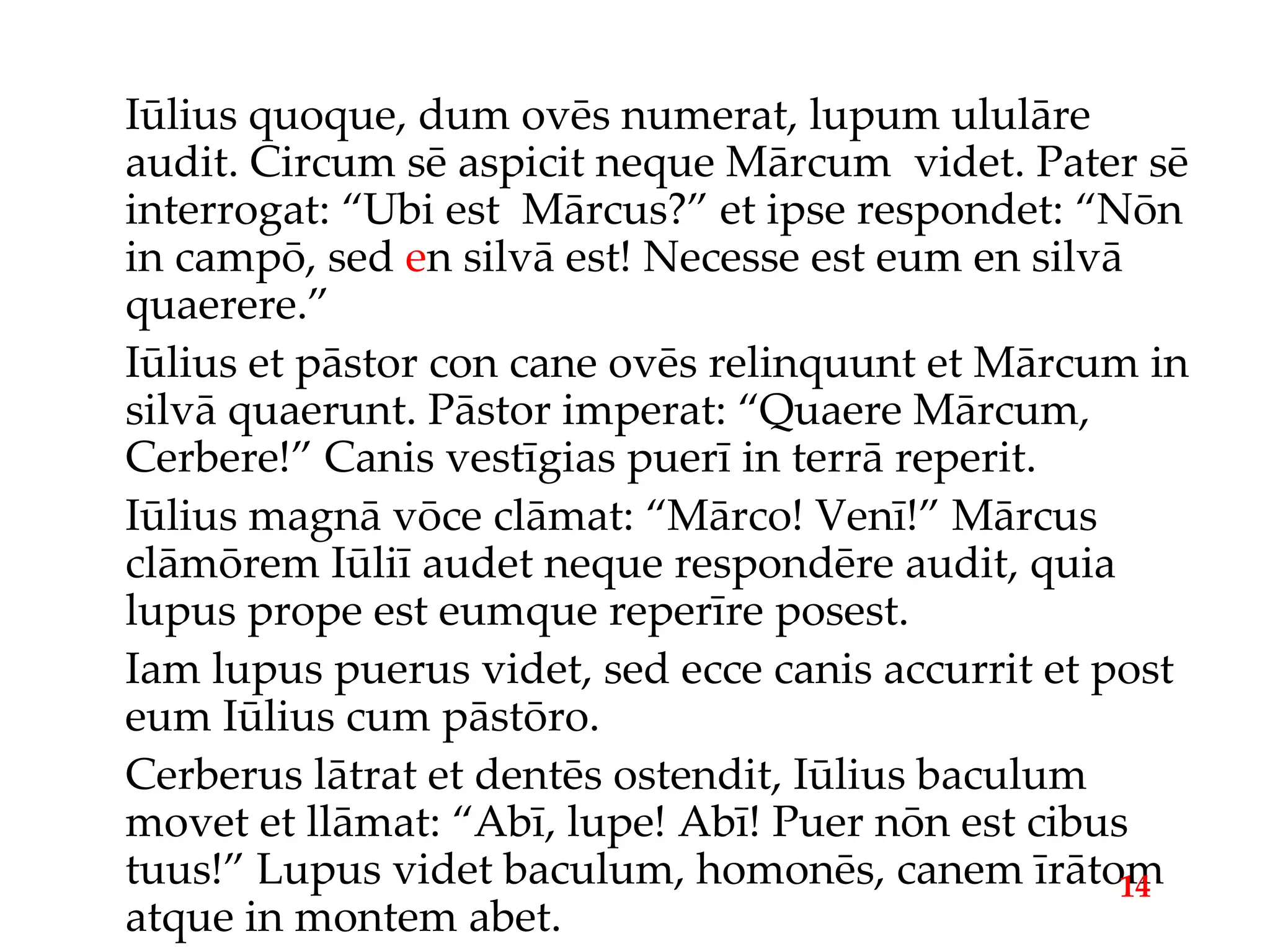 Iūlius quoque, dum ovēs numerat, lupum ululāre audit. Circum sē aspicit neque Mārcum  videt. Pater sē interrogat: “Ubi est  Mārcus?” et ipse respondet: “Nōn in campō, sed  e n silvā est! Necesse est eum en silvā quaerere.” Iūlius et pāstor con cane ovēs relinquunt et Mārcum in silvā quaerunt. Pāstor imperat: “Quaere Mārcum, Cerbere!” Canis vestīgias puerī in terrā reperit. Iūlius magnā vōce clāmat: “Mārco! Venī!” Mārcus clāmōrem Iūliī audet neque respondēre audit, quia lupus prope est eumque reperīre posest. Iam lupus puerus videt, sed ecce canis accurrit et post eum Iūlius cum pāstōro. Cerberus lātrat et dentēs ostendit, Iūlius baculum movet et llāmat: “Abī, lupe! Abī! Puer nōn est cibus tuus!” Lupus videt baculum, homonēs, canem īrātom atque in montem abet. 14 