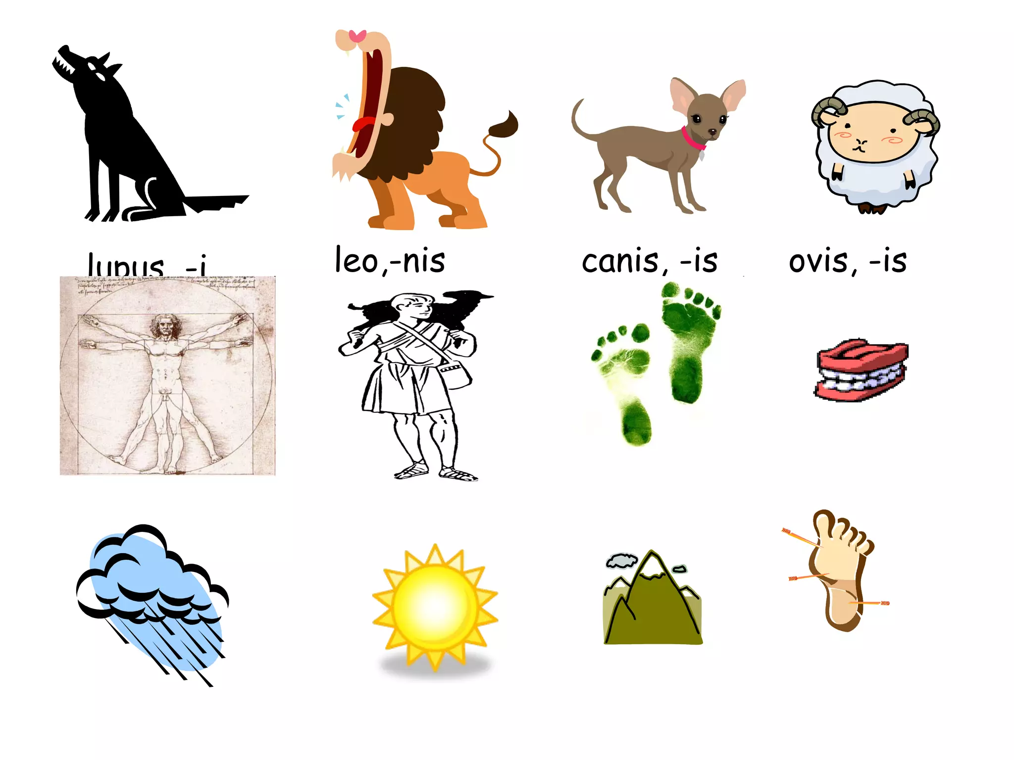 lupus, -i leo,-nis canis, -is ovis, -is 