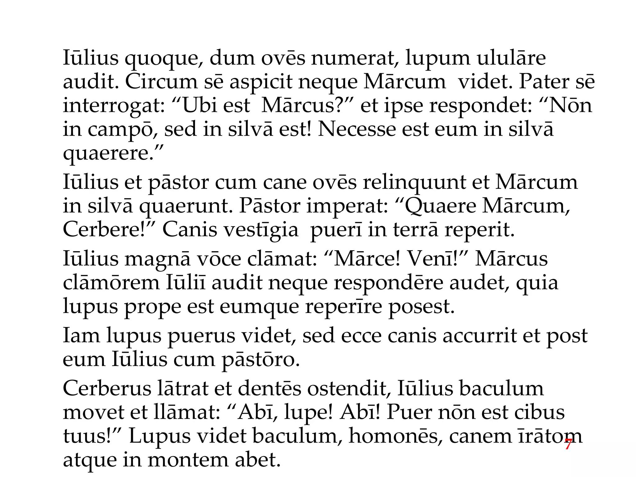 Iūlius quoque, dum ovēs numerat, lupum ululāre audit. Circum sē aspicit neque Mārcum  videt. Pater sē interrogat: “Ubi est  Mārcus?” et ipse respondet: “Nōn in campō, sed in silvā est! Necesse est eum in silvā quaerere.” Iūlius et pāstor cum cane ovēs relinquunt et Mārcum in silvā quaerunt. Pāstor imperat: “Quaere Mārcum, Cerbere!” Canis vestīgia  puerī in terrā reperit. Iūlius magnā vōce clāmat: “Mārce! Venī!” Mārcus clāmōrem Iūliī audit neque respondēre audet, quia lupus prope est eumque reperīre posest. Iam lupus puerus videt, sed ecce canis accurrit et post eum Iūlius cum pāstōro. Cerberus lātrat et dentēs ostendit, Iūlius baculum movet et llāmat: “Abī, lupe! Abī! Puer nōn est cibus tuus!” Lupus videt baculum, homonēs, canem īrātom atque in montem abet. 7 