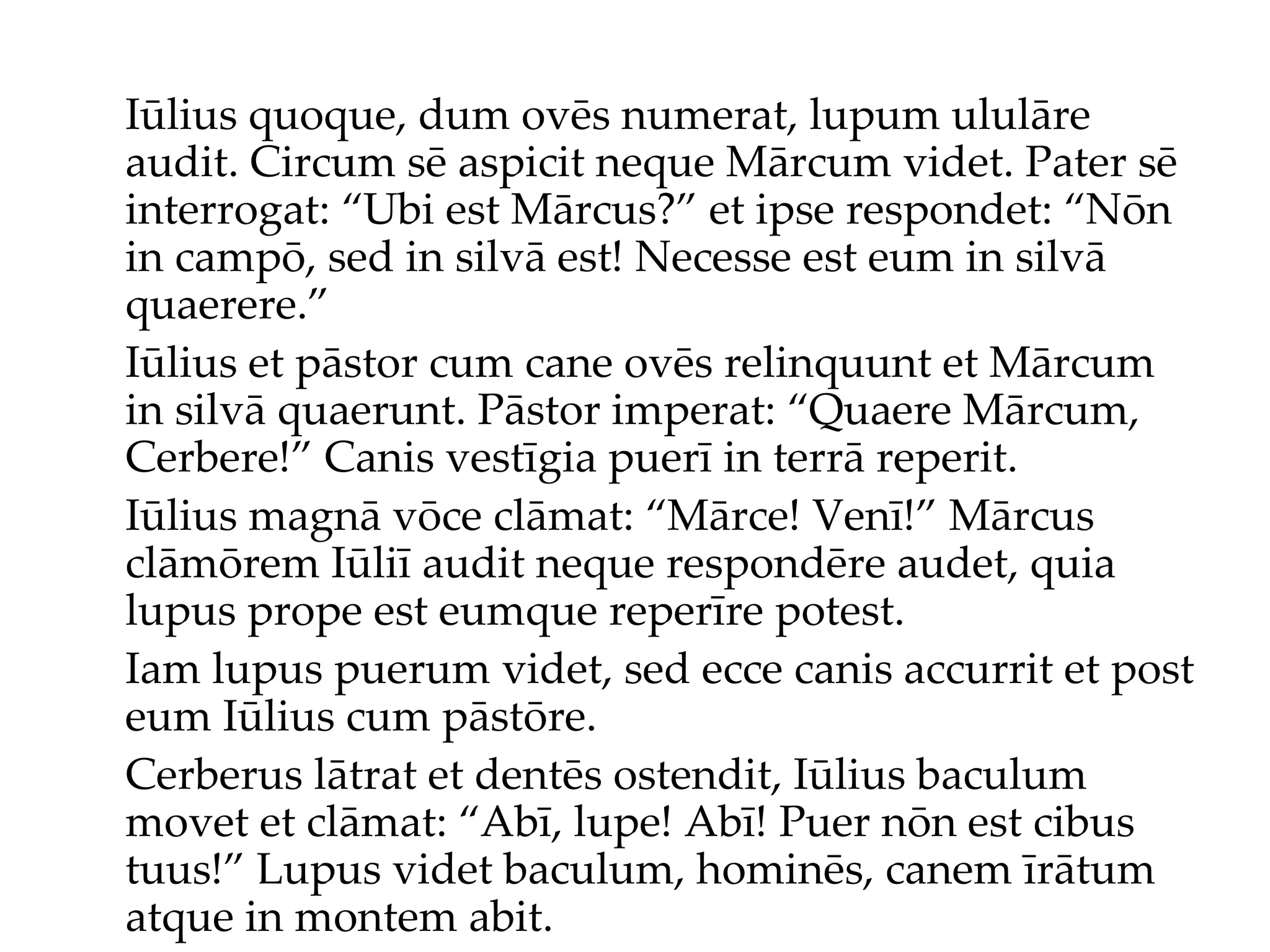 Iūlius quoque, dum ovēs numerat, lupum ululāre audit. Circum sē aspicit neque Mārcum videt. Pater sē interrogat: “Ubi est Mārcus?” et ipse respondet: “Nōn in campō, sed in silvā est! Necesse est eum in silvā quaerere.” Iūlius et pāstor cum cane ovēs relinquunt et Mārcum in silvā quaerunt. Pāstor imperat: “Quaere Mārcum, Cerbere!” Canis vestīgia puerī in terrā reperit. Iūlius magnā vōce clāmat: “Mārce! Venī!” Mārcus clāmōrem Iūliī audit neque respondēre audet, quia lupus prope est eumque reperīre potest. Iam lupus puerum videt, sed ecce canis accurrit et post eum Iūlius cum pāstōre. Cerberus lātrat et dentēs ostendit, Iūlius baculum movet et clāmat: “Abī, lupe! Abī! Puer nōn est cibus tuus!” Lupus videt baculum, hominēs, canem īrātum atque in montem abit. 