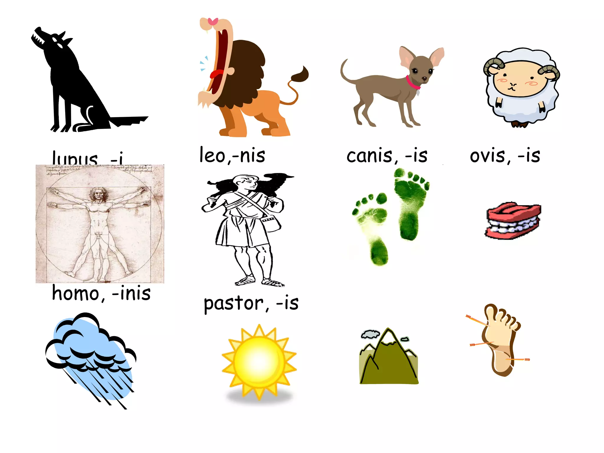 lupus, -i leo,-nis canis, -is ovis, -is homo, -inis pastor, -is 