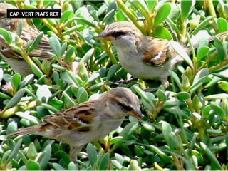 CAP VERT PIAFS RET
 