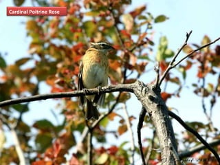 Cardinal Poitrine Rose
 