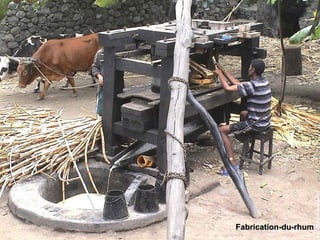 Fabrication-du-rhumFabrication-du-rhum
 