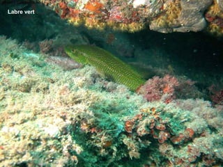 Labre vert
 