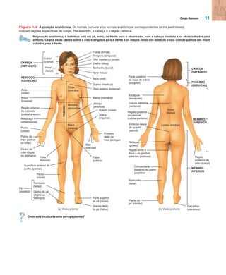 Corpo Humano 11
Figura 1.4 A posição anatômica. Os nomes comuns e os termos anatômicos correspondentes (entre parênteses)
indicam regiões específicas do corpo. Por exemplo, a cabeça é a região cefálica.
Na posição anatômica, o indivíduo está em pé, ereto, de frente para o observador, com a cabeça nivelada e os olhos voltados para
a frente. Os pés estão planos sobre o solo e dirigidos para a frente e os braços estão nos lados do corpo com as palmas das mãos
voltadas para a frente.
(b) Visão posterior(a) Visão anterior
Tórax
(torácica)
TRONCO
Pelve
(pélvica)
Abdome
(abdominal)
PESCOÇO
(CERVICAL)
Braço
(braquial)
Axila
(axilar)
Região anterior
do cotovelo
(cubital anterior)
Punho
(carpal)
Antebraço
(antebraquial)
Superfície anterior do
joelho (patelar)
Pé
(podálico) Dedos do pé
(digital ou
falângica)
Tornozelo
(tarsal)
Perna
(crural)
Coxa
(femoral)
Palma da
mão (palmar
ou volar)
Púbis
(púbica)
Parte superior
do pé (dorso)
Grande dedo
do pé (hálux)
Umbigo
(umbilical)
Quadril (coxal)
Virilha
(inguinal)
Primeiro
dedo da
mão (polegar)
Mama (mamária)
Osso esterno (esternal)
Queixo (mentual)
Boca (oral)
Nariz (nasal)
Bochecha (bucal)
Orelha (ótica)
Olho (orbital ou ocular)
Fronte (frontal)
Têmpora (temporal)
Mão
(manual)
Crânio
(cranial)
Face
(facial)
CABEÇA
(CEFÁLICO)
CABEÇA
(CEFÁLICO)
PESCOÇO
(CERVICAL)
Dedos da
mão (digital
ou falângica)
Região posterior
do cotovelo
(cubital posterior)
Entre os ossos
do quadril
(sacral)
Concavidade
posterior do joelho
(poplítea)
Nádegas
(glútea)
Região entre o
ânus e os genitais
externos (perineal)
Planta do
pé (plantar)
Panturrilha
(sural)
Parte posterior
da base do crânio
(occipital)
Coluna vertebral
(vertebral)
Escápula
(escapular)
Região
posterior da
mão (dorsal)
MEMBRO
SUPERIOR
Dorso
(dorsal)
Lombo (lombar)
Calcanhar
(calcânea)
MEMBRO
INFERIOR
Onde está localizada uma verruga plantar?
Tortora_Gerard.indb 11Tortora_Gerard.indb 11 10/02/12 10:2210/02/12 10:22
 