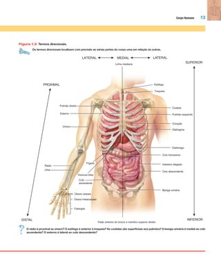 Corpo Humano 13
Figura 1.5 Termos direcionais.
Os termos direcionais localizam com precisão as várias partes do corpo uma em relação às outras.
Pulmão direito
Linha mediana
PROXIMAL
LATERAL MEDIAL
Esôfago
Traqueia
Costela
Pulmão esquerdo
Coração
Diafragma
Estômago
Colo transverso
Intestino delgado
Colo descendente
Bexiga urinária
Visão anterior do tronco e membro superior direito
INFERIOR
SUPERIOR
LATERAL
Esterno
Úmero
Fígado
Vesícula biliar
Rádio
Ulna
Colo
ascendente
Ossos carpais
Ossos metacarpais
Falanges
DISTAL
O rádio é proximal ao úmero? O esôfago é anterior à traqueia? As costelas são superficiais aos pulmões? A bexiga urinária é medial ao colo
ascendente? O esterno é lateral ao colo descendente?
Tortora_Gerard.indb 13Tortora_Gerard.indb 13 10/02/12 10:2210/02/12 10:22
 