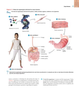 Corpo Humano 3
remos a anatomia e a fisiologia de cada sistema do corpo. A
Tabela 1.1 apresenta os componentes e as funções desses siste-
mas. À medida que você estudar os sistemas do corpo, desco-
brirá como eles funcionam em conjunto para manter a saúde,
protegê-lo das doenças e permitir a reprodução da espécie.
➏ O nível de organismo é o maior nível de organização. Todos
os sistemas do corpo combinam-se para constituir um orga-
nismo, isto é, um ser humano. Os sistemas se unem para for-
mar um organismo, do mesmo modo como os capítulos são
unidos para formar um livro.
Figura 1.1 Níveis de organização estrutural no corpo humano.
Os níveis de organização estrutural são químico, celular, tecidual, orgânico, sistêmico e de organismo.
6
3
4
5
1 NÍVEL QUÍMICO
Átomos (C, H, O, N, P)
2 NÍVEL CELULAR
Molécula (DNA)
Célula muscular lisa
Tecido muscular liso
NÍVEL DE ORGANISMO
NÍVEL SISTÊMICO
Esôfago
Fígado
Estômago
Pâncreas
Vesícula biliar
Intestino delgado
Intestino grosso
Sistema digestório
Estômago Tecido
epitelial
Túnica
serosa
NÍVEL ORGÂNICO
NÍVEL TECIDUAL
Camadas
de tecido
muscular liso
Faringe
Qual nível de organização estrutural geralmente tem uma forma reconhecível e é composto por dois ou mais tipos de tecidos diferentes
que têm uma função específica?
Tortora_Gerard.indb 3Tortora_Gerard.indb 3 10/02/12 10:2210/02/12 10:22
 
