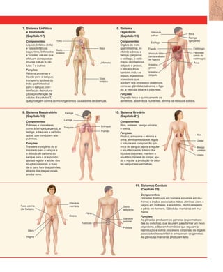 7. Sistema Linfático
e Imunidade
(Capítulo 17)
Componentes:
Líquido linfático (linfa)
e vasos linfáticos;
baço, timo, linfonodos
e tonsilas; células que
efetuam as respostas
imunes (célula B, cé-
lulas T e outras)
Funções:
Retorna proteínas e
líquido para o sangue;
transporta lipídeos do
trato gastrintestinal
para o sangue; con-
tém locais de matura-
ção e proliferação de
células B e células T,
que protegem contra os microrganismos causadores de doenças.
9. Sistema
Digestório
(Capítulo 19)
Componentes:
Órgãos do trato
gastrintestinal, in-
cluindo a boca, a
faringe (garganta),
o esôfago, o estô-
mago, os intestinos
delgado e grosso,
o reto e o ânus;
também inclui os
órgãos digestórios
acessórios que
auxiliam nos processos digestivos,
como as glândulas salivares, o fíga-
do, a vesícula biliar e o pâncreas.
Funções:
Degrada física e quimicamente os
alimentos; absorve os nutrientes; elimina os resíduos sólidos.
8. Sistema Respiratório
(Capítulo 18)
Componentes:
Pulmões e vias aéreas,
como a faringe (garganta), a
laringe, a traqueia e os brôn-
quios, que conduzem aos
pulmões.
Funções:
Transfere o oxigênio do ar
inspirado para o sangue e
o dióxido de carbono do
sangue para o ar expirado;
ajuda a regular a acidez dos
líquidos corporais; o fluxo
de ar para fora dos pulmões,
através das pregas vocais,
produz sons.
10. Sistema Urinário
(Capítulo 21)
Componentes:
Rins, ureteres, bexiga urinária
e uretra.
Funções:
Produz, armazena e elimina a
urina; elimina resíduos e regula
o volume e a composição quí-
mica do sangue; ajuda a regular
o equilíbrio acido básico dos
líquidos corporais; mantém o
equilíbrio mineral do corpo; aju-
da a regular a produção de célu-
las sanguíneas vermelhas.
Ovário
Glândula
mamária
Próstata
Ducto
deferente
Glândula
seminal
Tuba uterina
(de Falópio)
Pênis
Testículo
Útero
Vagina
11. Sistemas Genitais
(Capítulo 23)
Componentes:
Gônadas (testículos em homens e ovários em mu-
lheres) e órgãos associados: tubas uterinas, útero e
vagina em mulheres, e epidídimo, ducto deferente
e pênis em homens. Glândulas mamárias em mu-
lheres.
Funções:
As gônadas produzem os gametas (espermatozoi-
des ou ovócitos), que se unem para formar um novo
organismo, e liberam hormônios que regulam a
reprodução e outros processos corporais; os órgãos
associados transportam e armazenam os gametas.
As glândulas mamárias produzem leite.
Linfonodo
Vaso
linfático
Baço
Timo
Ducto
torácico Pâncreas
(atrás do
estômago)
EstômagoFígado
Esôfago
Glândula
salivar
Boca
Ânus
Vesícula biliar
(atrás e abaixo
do fígado)
Intestino
grosso
Intestino
delgado
Faringe
(garganta)
Pulmão
Brônquio
Laringe
Faringe
Traqueia
Rim
Ureter
Uretra
Bexiga
urinária
Tortora_Gerard.indb 5Tortora_Gerard.indb 5 10/02/12 10:2210/02/12 10:22
 