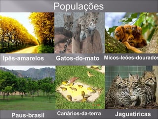 Populações
Ipês-amarelos Gatos-do-mato Micos-leões-dourados
Paus-brasil Canários-da-terra Jaguatiricas