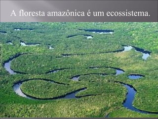 A floresta amazônica é um ecossistema.