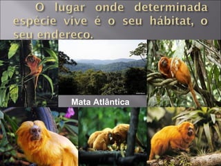 Mata Atlântica