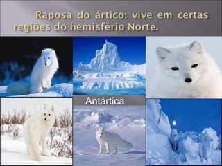 Antártica