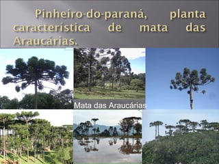 Mata das Araucárias