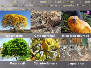 Ipê amarelo Gato-maracajá Mico-leão-dourado
Pau-brasil Canário-da-terra Jaguatirica