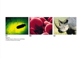 cap_03_lehninger.pdf