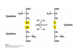 cap_03_lehninger.pdf