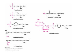 cap_03_lehninger.pdf