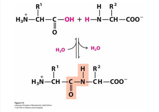 cap_03_lehninger.pdf
