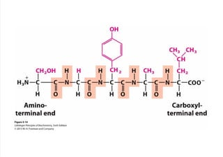 cap_03_lehninger.pdf