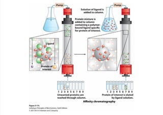 cap_03_lehninger.pdf