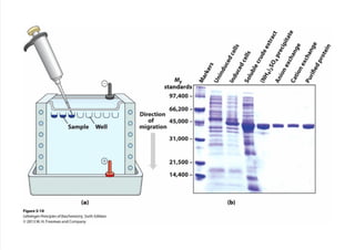 cap_03_lehninger.pdf