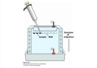 cap_03_lehninger.pdf