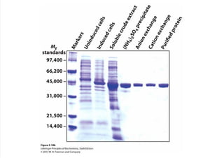 cap_03_lehninger.pdf
