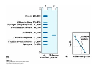 cap_03_lehninger.pdf
